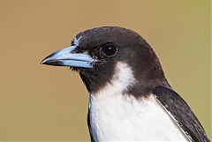 Fiji Woodswallow